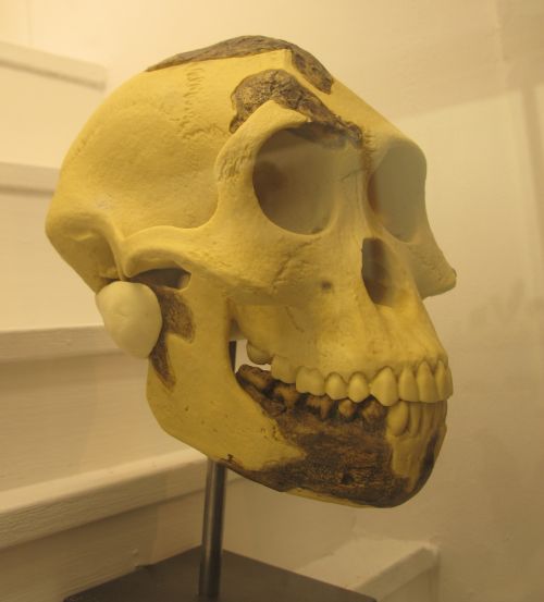Australopithecus Afarensis skull