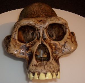 Reconstruction of Austrolopithecus afarensis skull