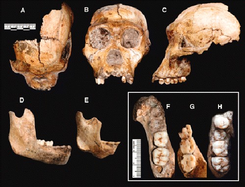 Australopithecus sediba cranium from Science magazine, 2010