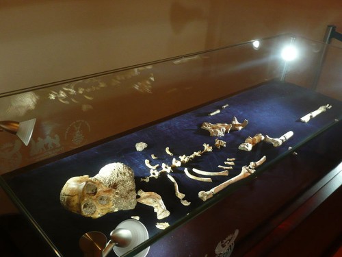 Australopithecus sediba skeleton on display