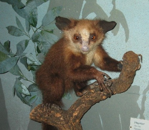 aye-aye, Daubentonia madagascariensis