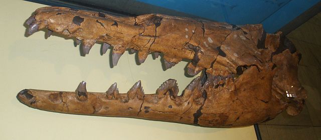 Basilosaurus isis skull at the Senckenberg Museum