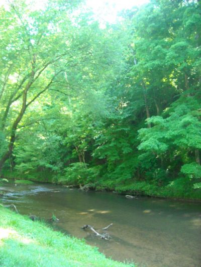 Shining tree at Davy Crockett State Park in Tennessee