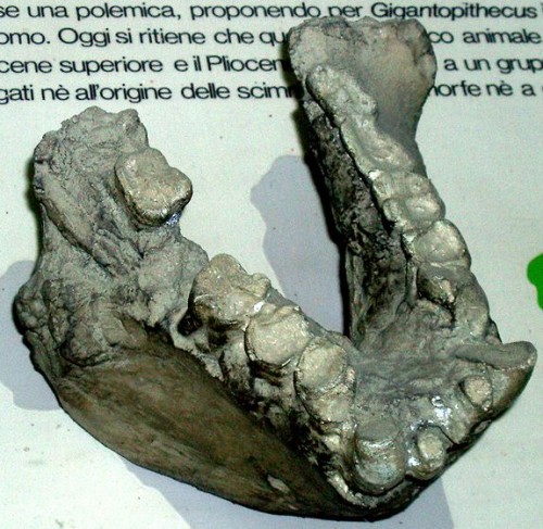 Gigantopithecus blackii jawbone