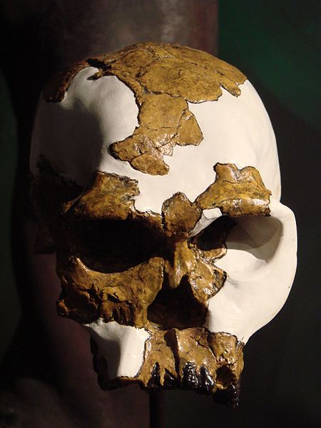Homo habilis skull on display at the University of Zurich