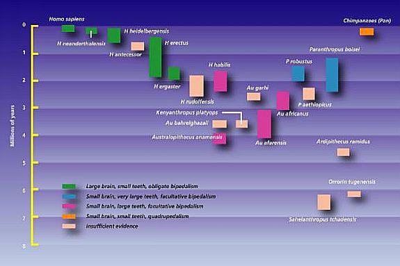 Human Evolution Time Chart