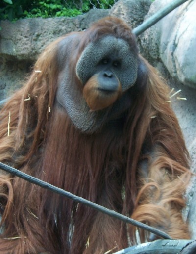 orangutan photo