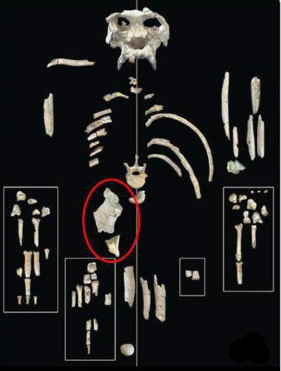 Pierolapithecus catalaunicus fossil from Univ. of Missouri, public domain