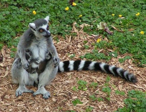 ring-tailed lemur