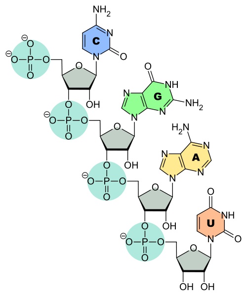RNA structure diagram