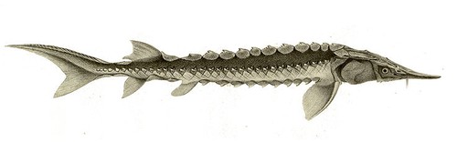 Acipenser sturio, the Atlantic Sturgeon