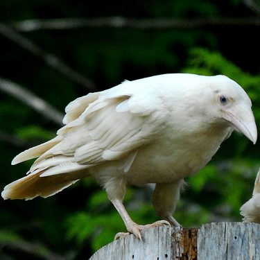 white raven