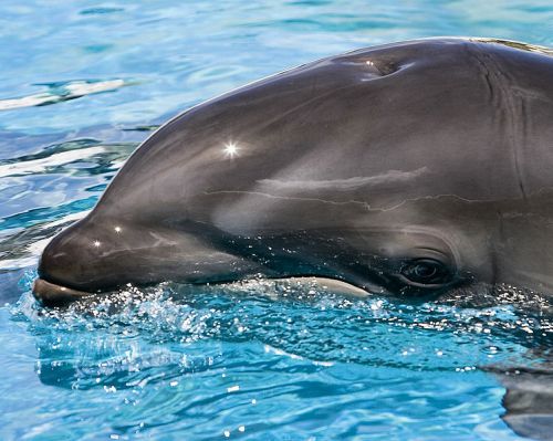 Kawii Kai, 2nd generation wolphin, cross between the false killer whale and bottlenose dolphin