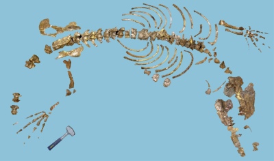 Ambulocetus skeleton first described in 1994 by Dr. Hans Thewissen