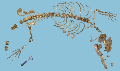 Ambulocetus skeleton first described in 1994 by Dr. Hans Thewissen