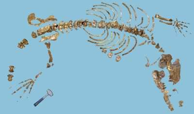 Ambulocetus bones found by Dr. Hans Thewissen