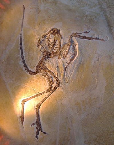 Archaeopteryx, one of many specimens; this one found at Solenhofer