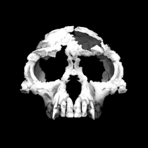 Zanclean Ardipithecus cranium