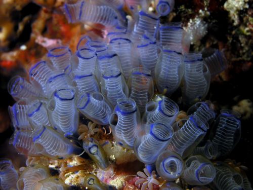 Sea squirt or tunicate, from Wikimedia Commons, photo by Nick Hobgood