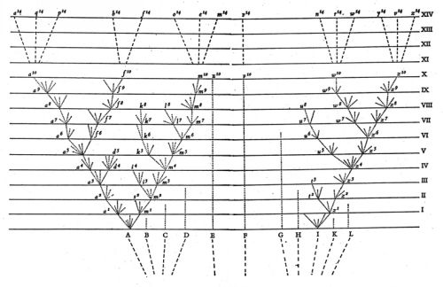 Darwin's illustration of the tree of life from _Origin of Species_