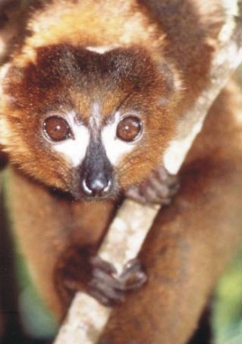 Eulemur rubriventer, red-bellied lemur