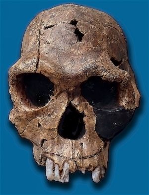 Homo habilis skull