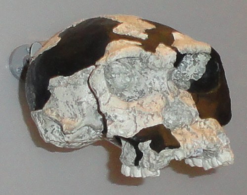 Homo habilis reconstructed skull on display at the Smithsonian museum.