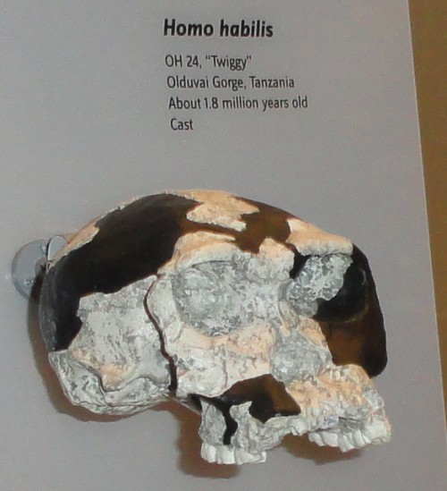 Homo Habilis, 1.8 mya, from Olduvai Gorge in Tanzania; photo taken at Smithsonian