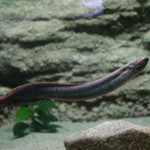 Lepidosiren paradoxa; Charles Darwin called this a living fossil, an air-breathing fish commonly called the lungfish