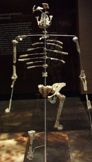 Lucy's skeleton bones