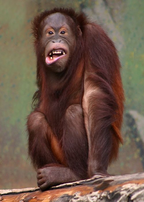 Orangutan by Malene Thyssen