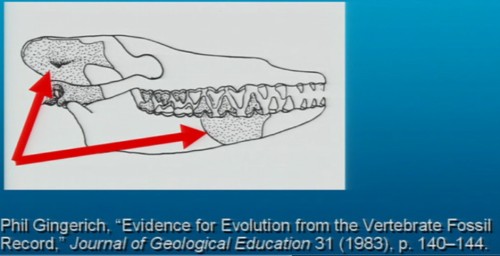 Pakicetus fossil diagram