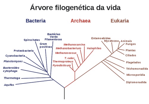 phylogenetic tree