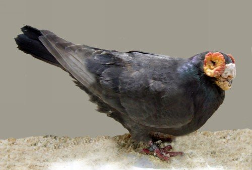 Black Barb Pigeon by Jim Gifford