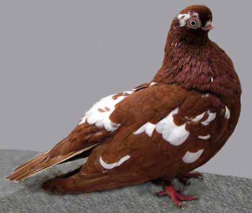 English Short Faced Tumbler Pigeon by Jim Gifford