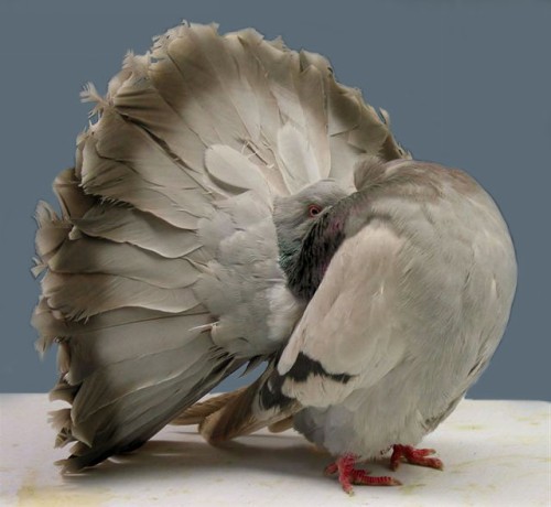 Silver Barred Fantail Pigeon by Jim Gifford