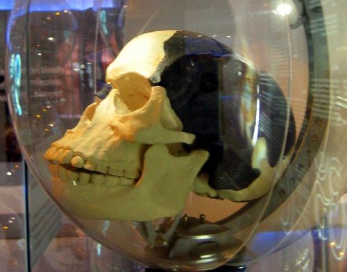 Piltdown Man skull reconstruction